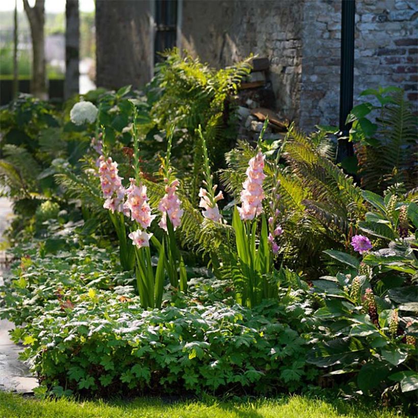 Gladiolus Adrenaline - Sword Lily (Plant habit)