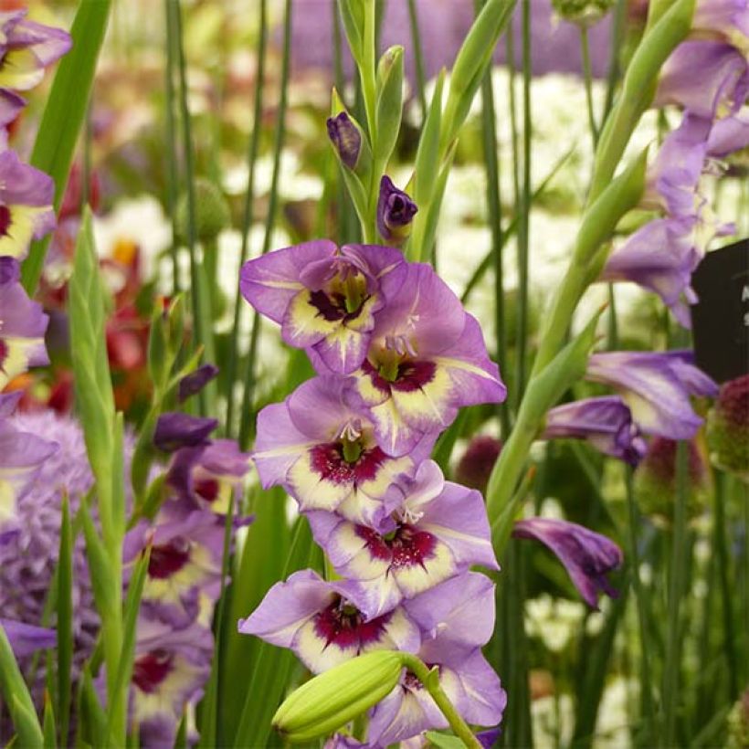 Gladiolus Glamourglad Flevo Cool - Sword Lily (Flowering)