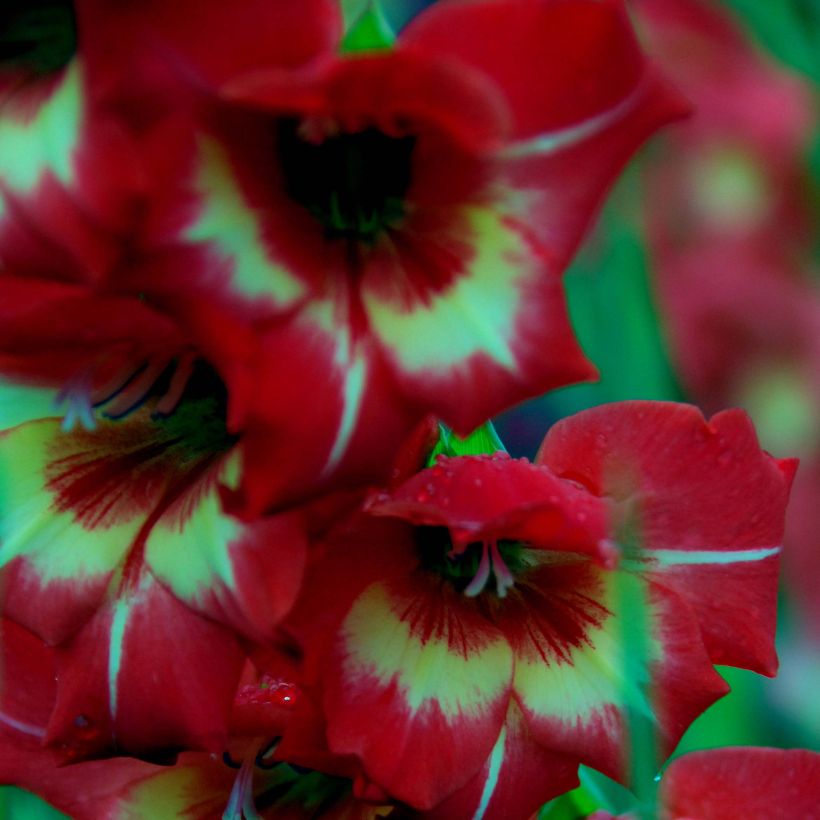 Gladiolus Flevo Vito - Sword Lily (Flowering)