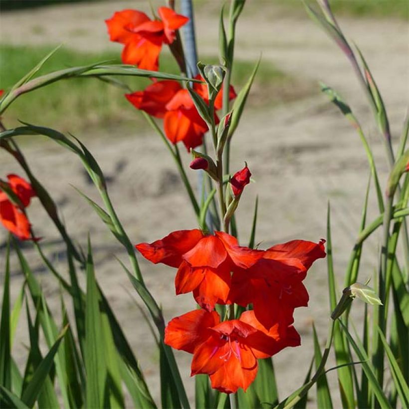 Gladiolus primulinus Mirella - Sword Lily (Flowering)