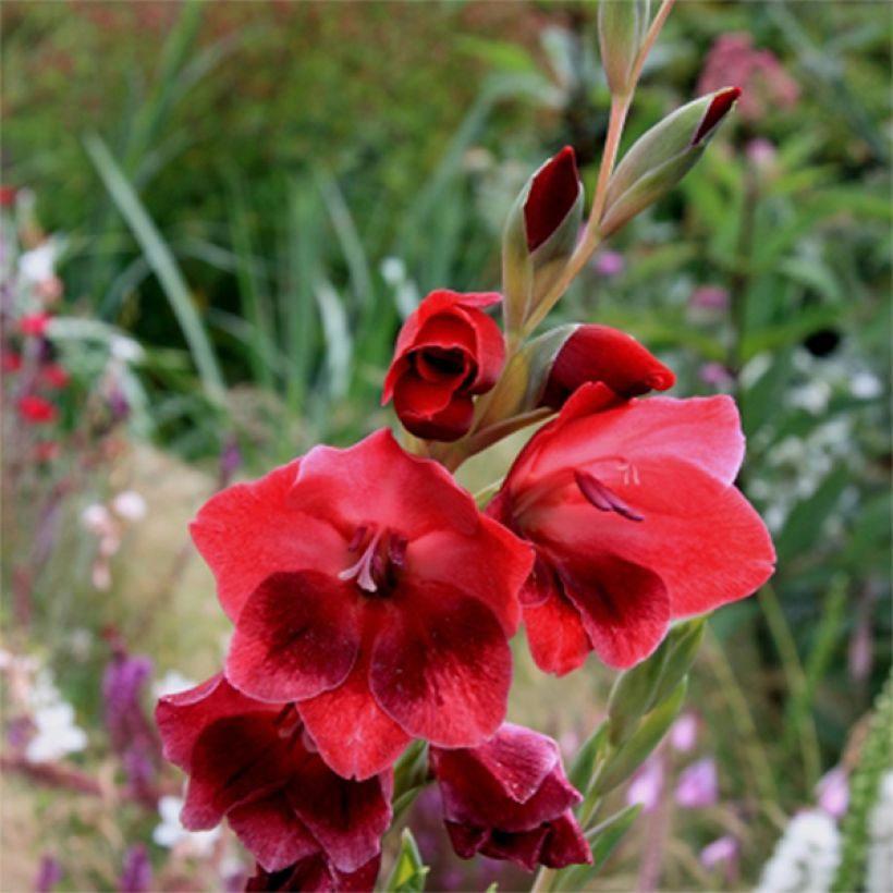 Gladiolus Ruby - Sword Lily (Flowering)