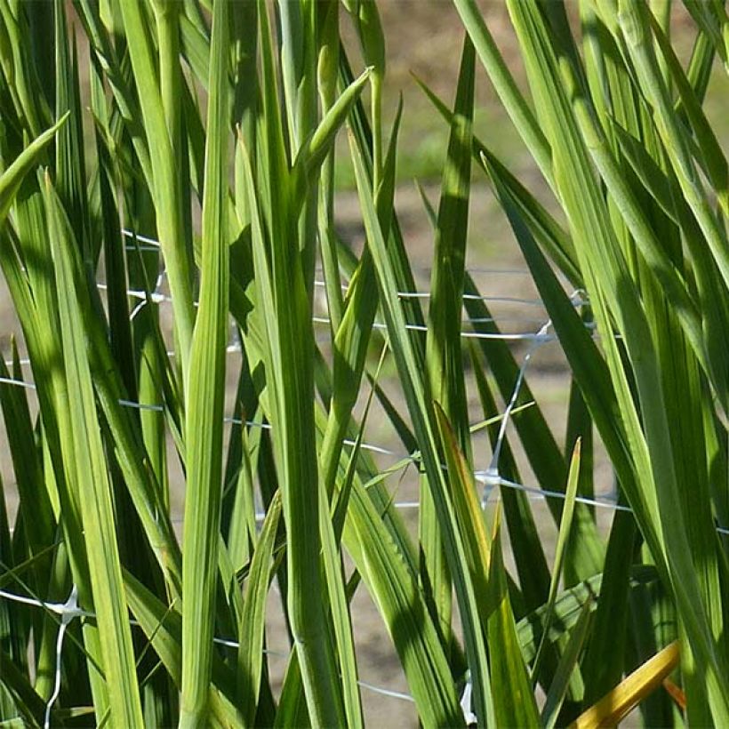 Gladiolus Robinetta - Sword Lily (Foliage)