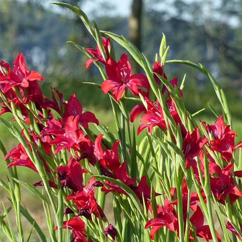 Gladiolus Robinetta - Sword Lily (Flowering)