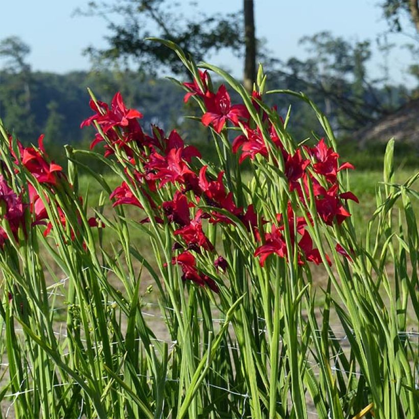 Gladiolus Robinetta - Sword Lily (Plant habit)