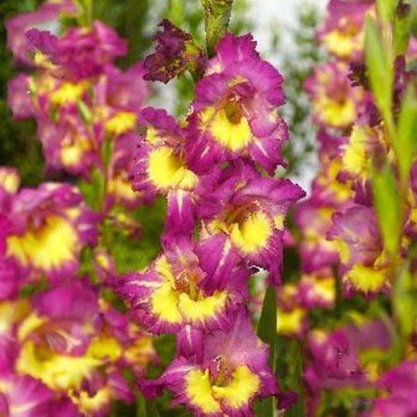 Gladiolus Far West - Sword Lily (Flowering)