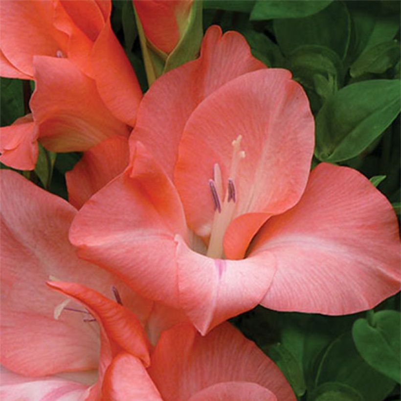 Gladiolus Spic & Span - Sword Lily (Flowering)