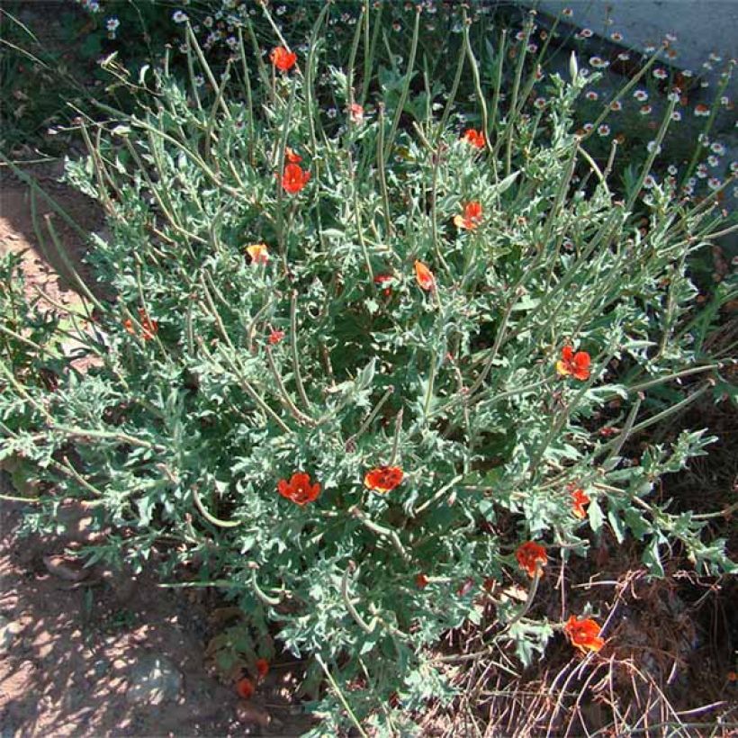 Glaucium corniculatum (Plant habit)