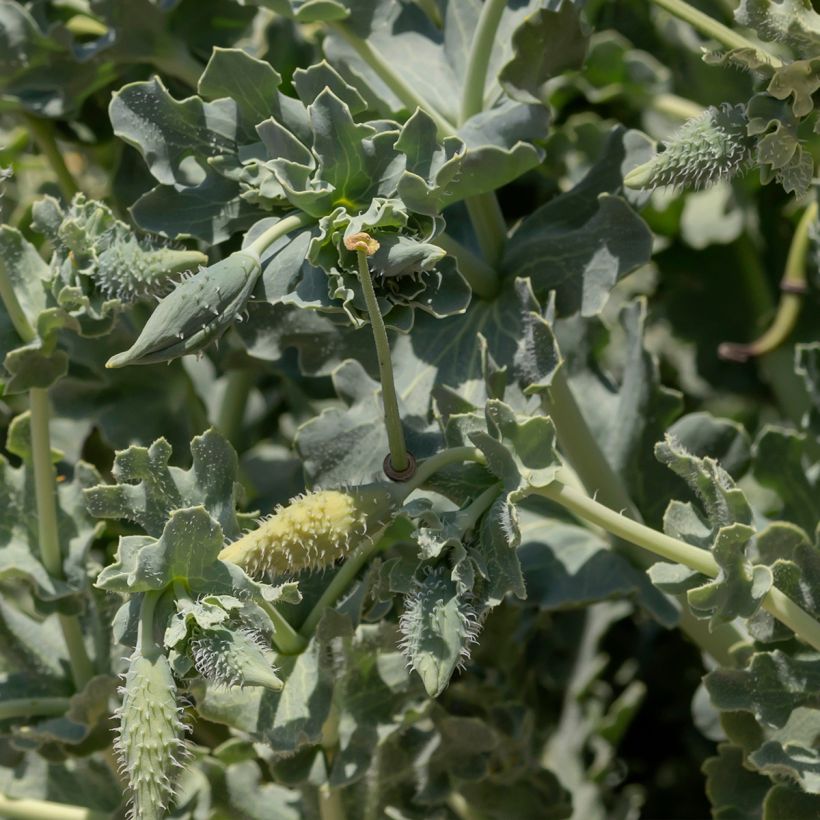 Glaucium flavum (Foliage)