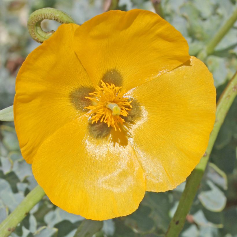 Glaucium flavum (Flowering)