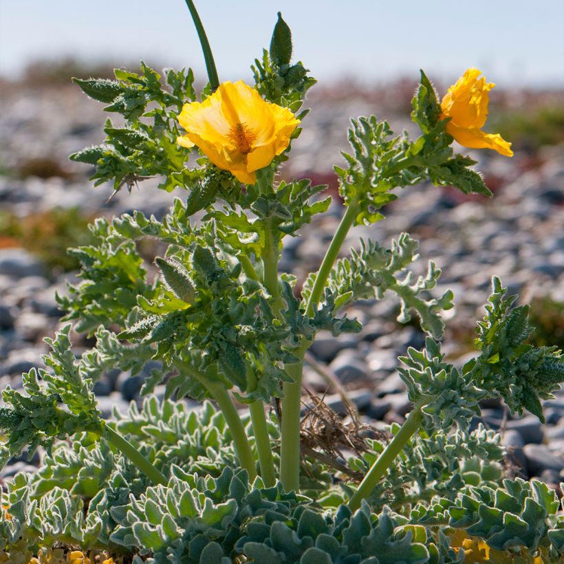 Glaucium flavum (Plant habit)