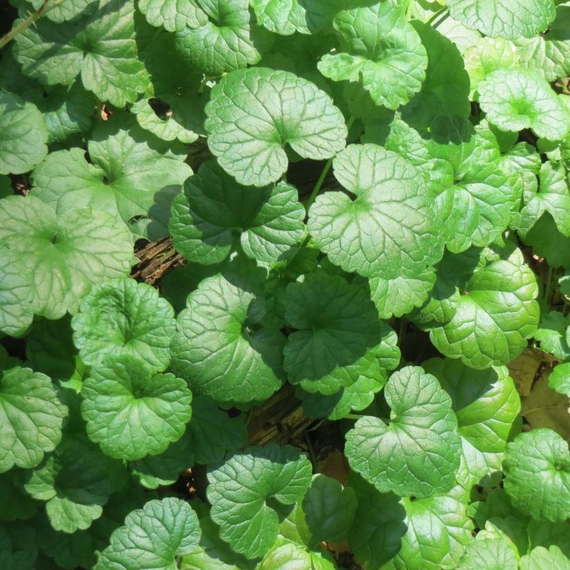 Glechoma hederacea - Ground Ivy (Foliage)