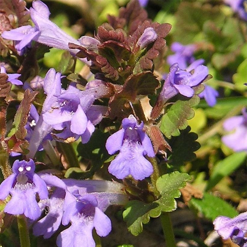 Glechoma hederacea - Ground Ivy (Flowering)