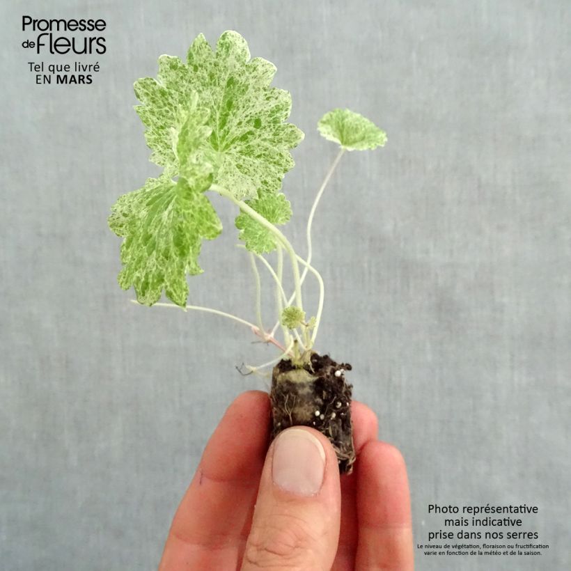 Glechoma hederacea Dappled Light - Ground Ivy Plug plant 1.5/2.5 cm sample as delivered in spring