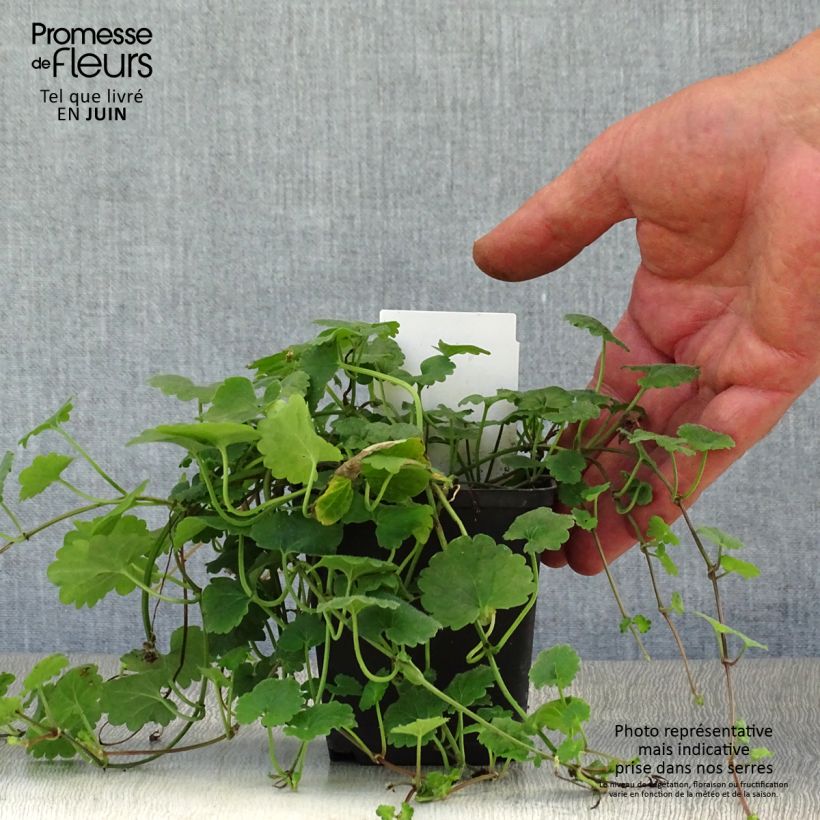 Glechoma hederacea - Ground Ivy 8/9 cm pot sample as delivered in summer
