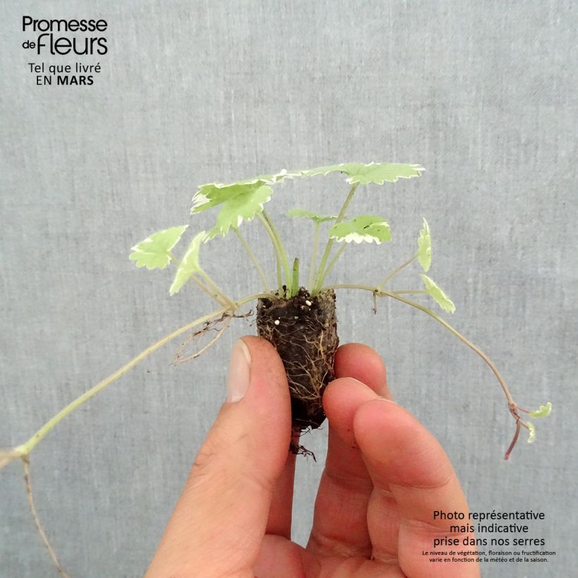 Glechoma hederacea Variegata - Variegated Ground Ivy Plug plant 1.5/2.5 cm sample as delivered in spring