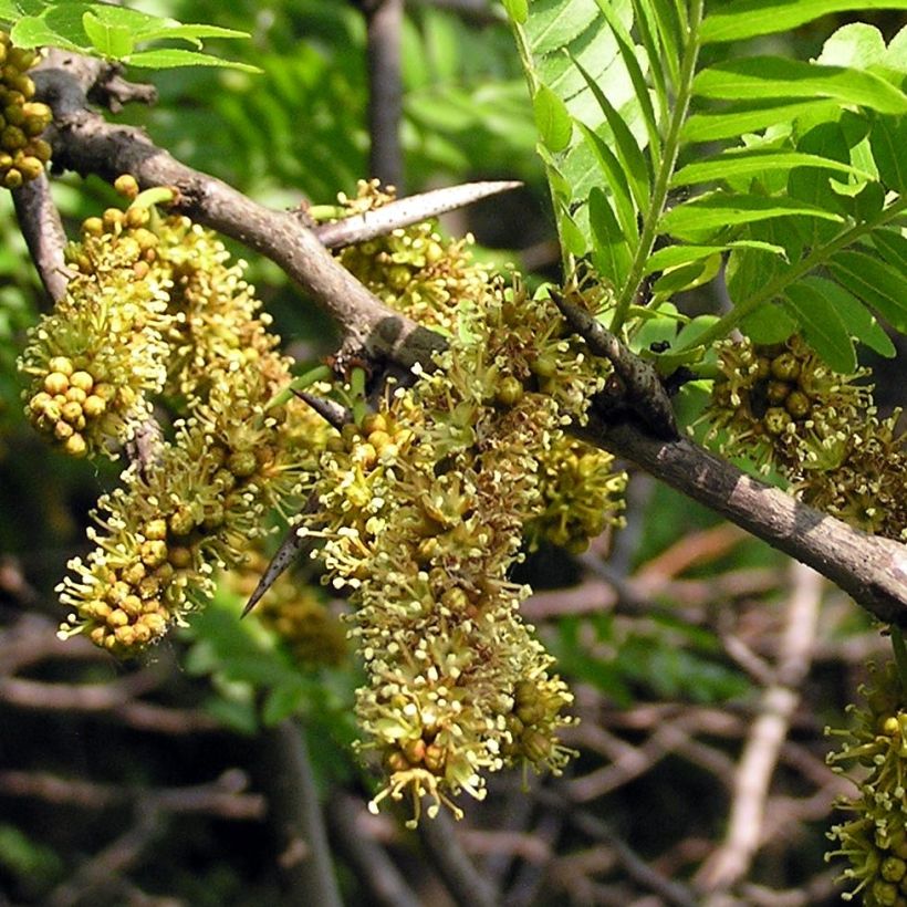 Gleditsia triacanthos - Thornless Honeylocust (Flowering)