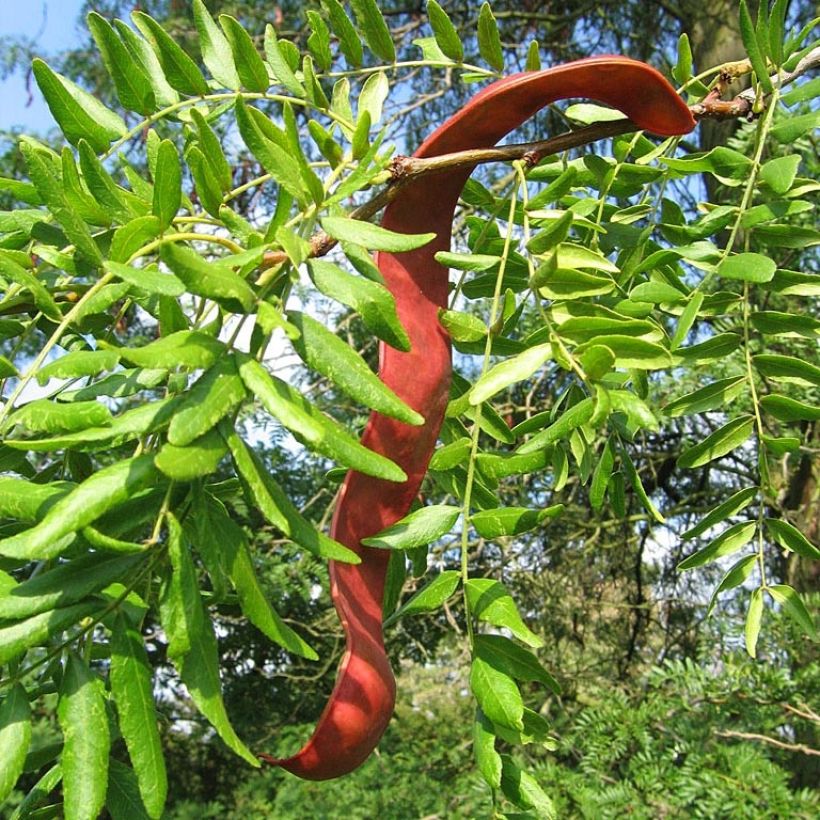 Gleditsia triacanthos - Thornless Honeylocust (Harvest)