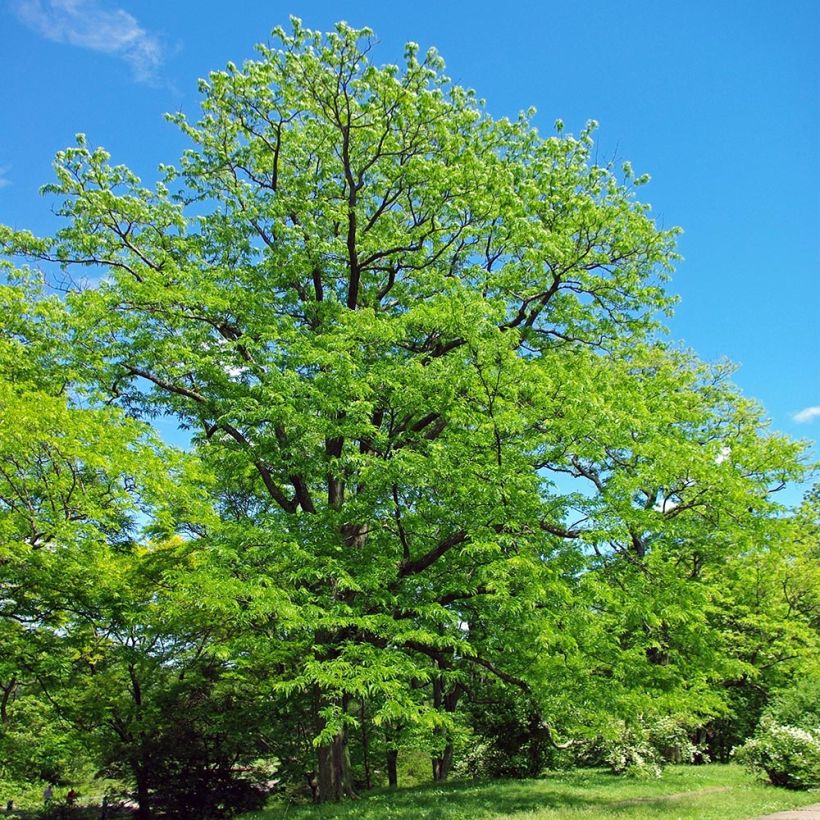 Gleditsia triacanthos - Thornless Honeylocust (Plant habit)