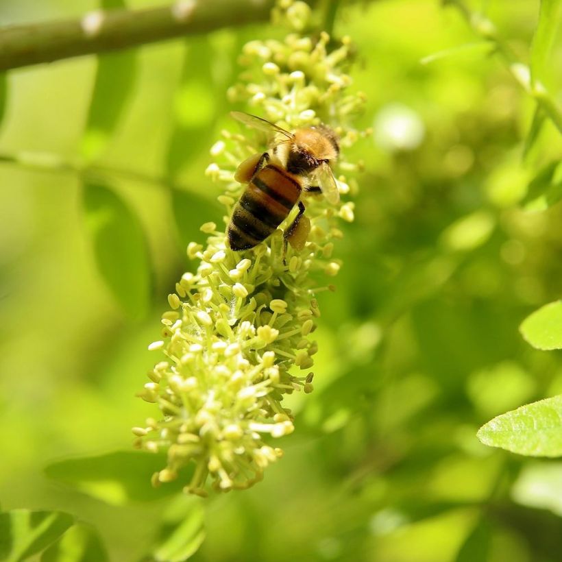 Gleditsia triacanthos f.inermis Shademaster - Honeylocust (Flowering)