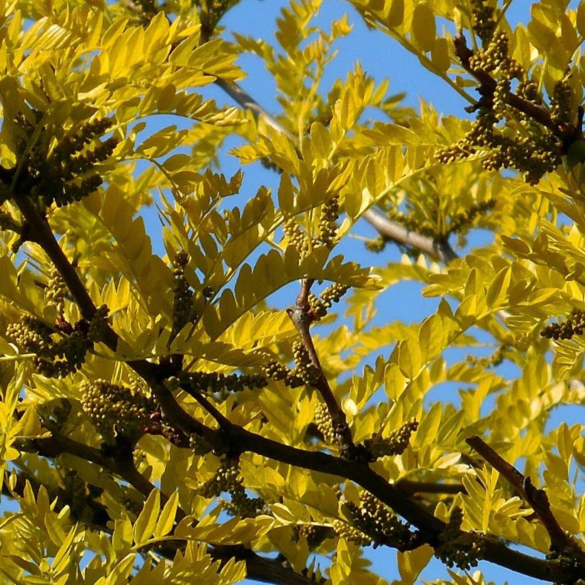 Gleditsia triacanthos f.inermis Shademaster - Honeylocust (Foliage)
