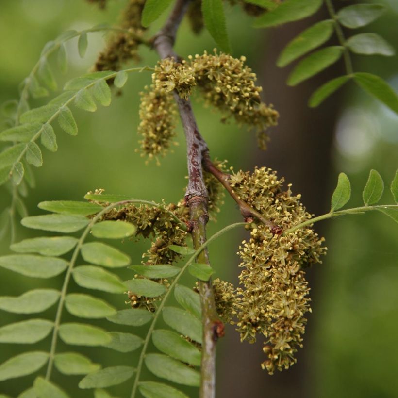 Gleditsia triacanthos f. inermis SKYLINE - Honeylocust (Flowering)