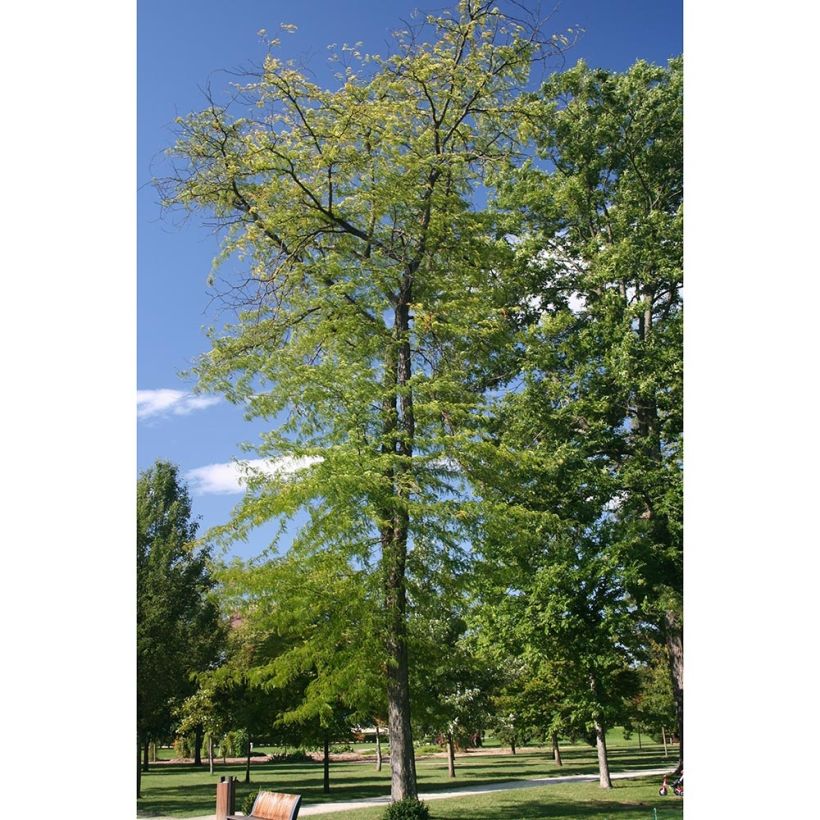 Gleditsia triacanthos f. inermis SKYLINE - Honeylocust (Plant habit)