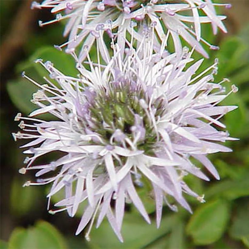 Globularia cordifolia (Flowering)