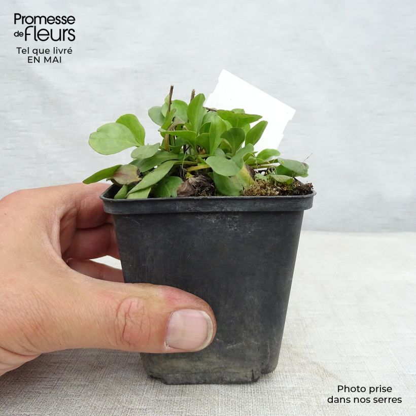 Globularia punctata - Globulaire commune Godet de 9cm sample as delivered in spring