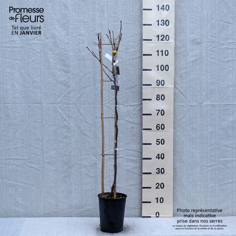 Wisteria GRANDE DIVA CECILIA 4L/5L pot sample as delivered in winter