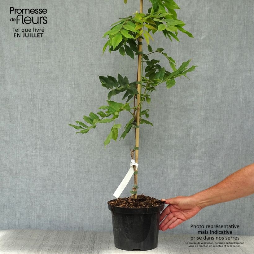 Wisteria brachybotrys White Silk 4L/5L pot sample as delivered in summer