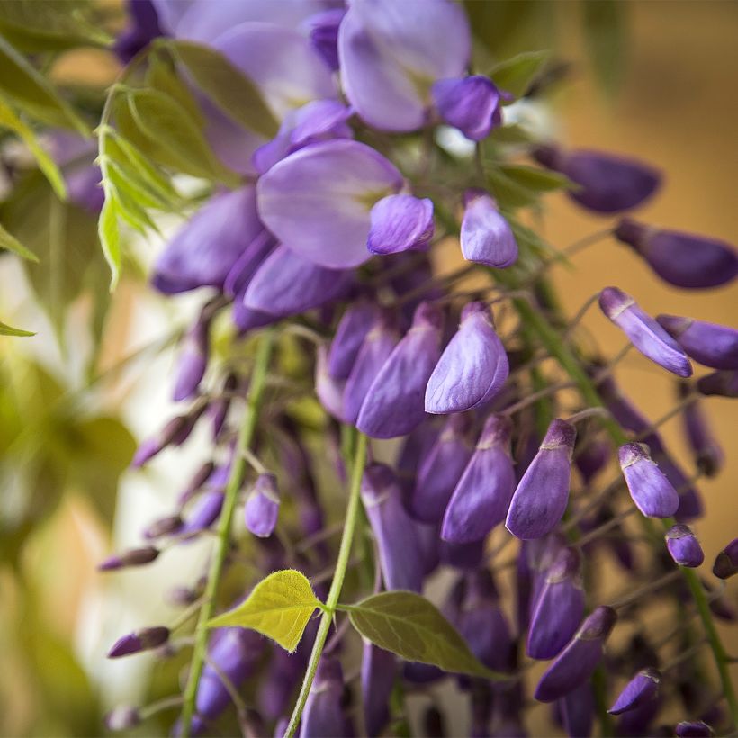 Wisteria brachybotrys Yokohama Fuji (Flowering)