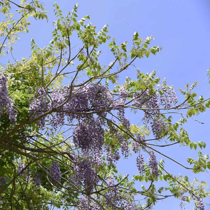 Wisteria brachybotrys Yokohama Fuji (Plant habit)