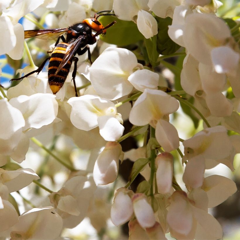 Wisteria frutescens var. macrostachya Clara Mack (Flowering)