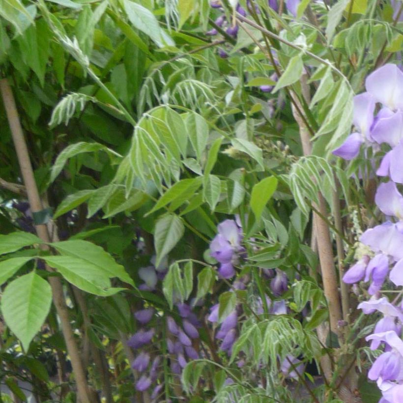 Wisteria sinensis Caroline (Foliage)