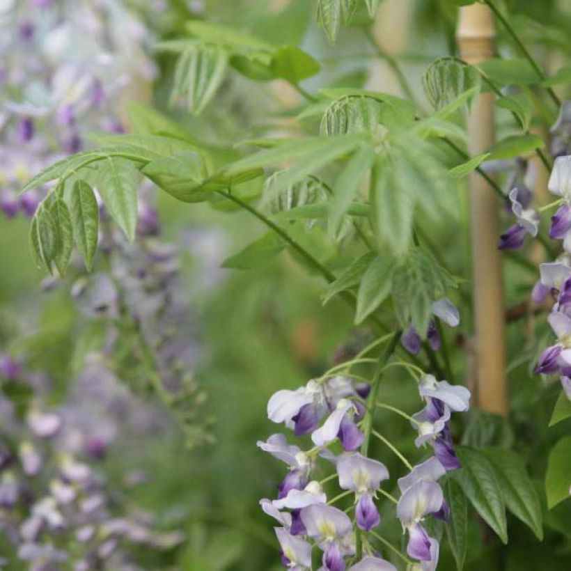 Wisteria sinensis Prolific (Foliage)