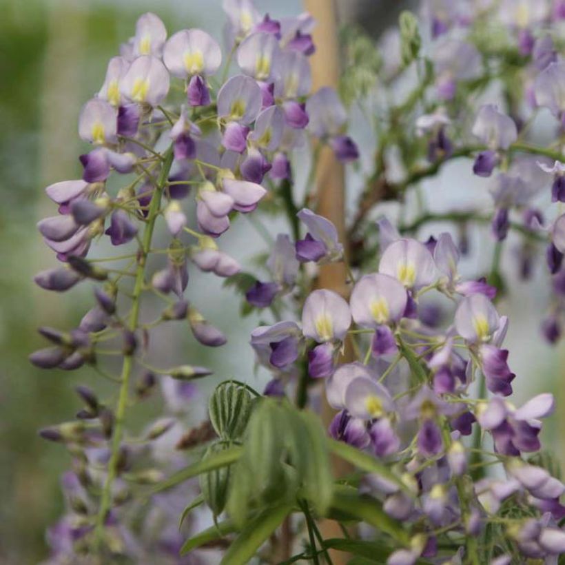 Wisteria sinensis Prolific (Flowering)