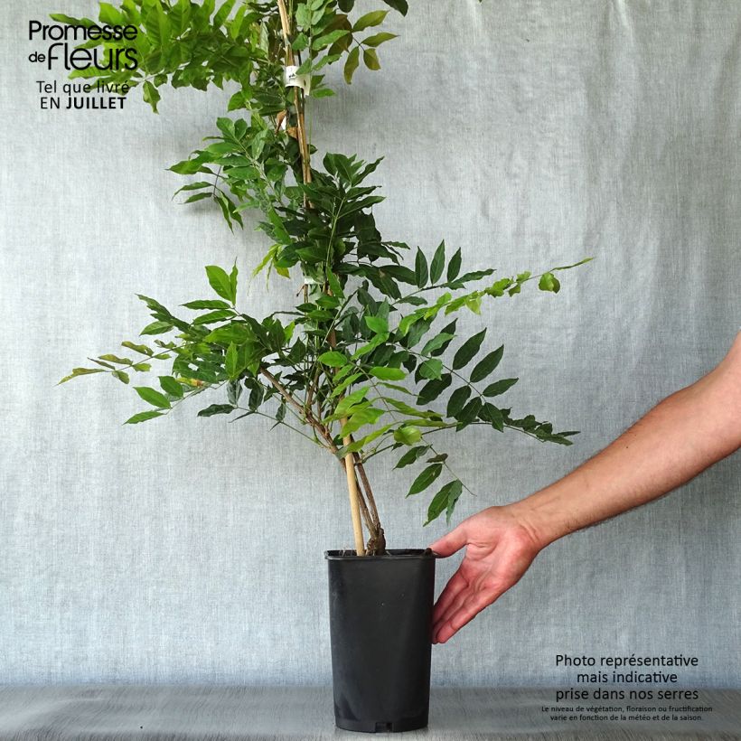 Wisteria sinensis Alba 2L/3L pot sample as delivered in summer
