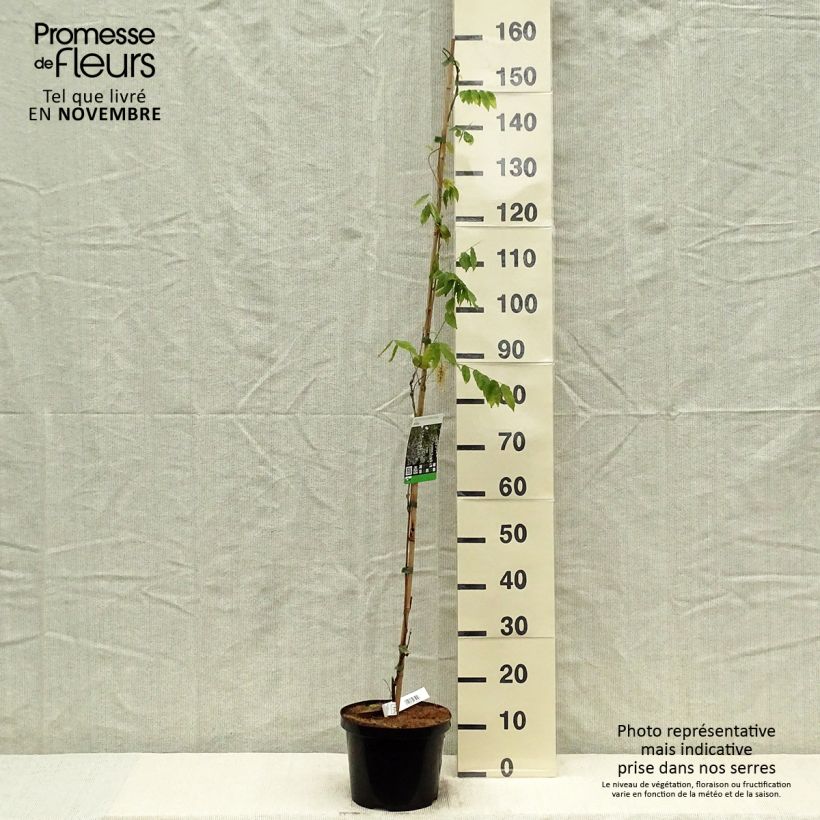 Wisteria sinensis Alba 3L/4L pot sample as delivered in autumn