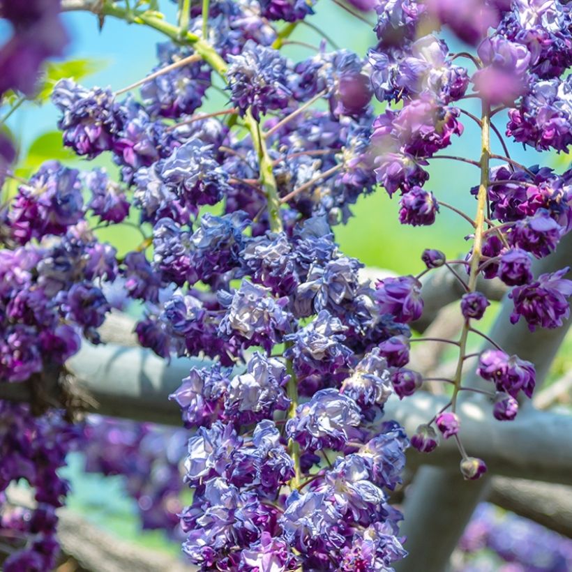 Wisteria sinensis Flore Pleno (Flowering)