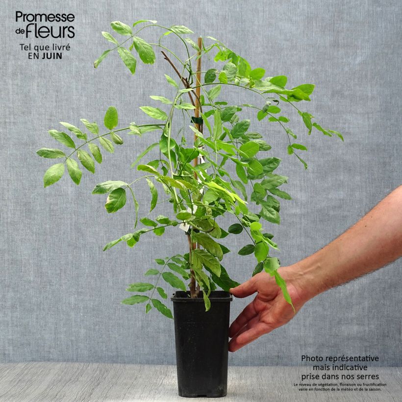 Wisteria sinensis Prolific 1.5L/2L pot sample as delivered in summer