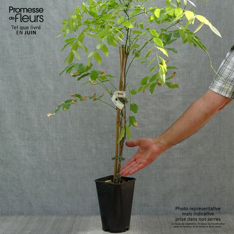 Millettia japonica Satsuma 2L/3L pot sample as delivered in summer