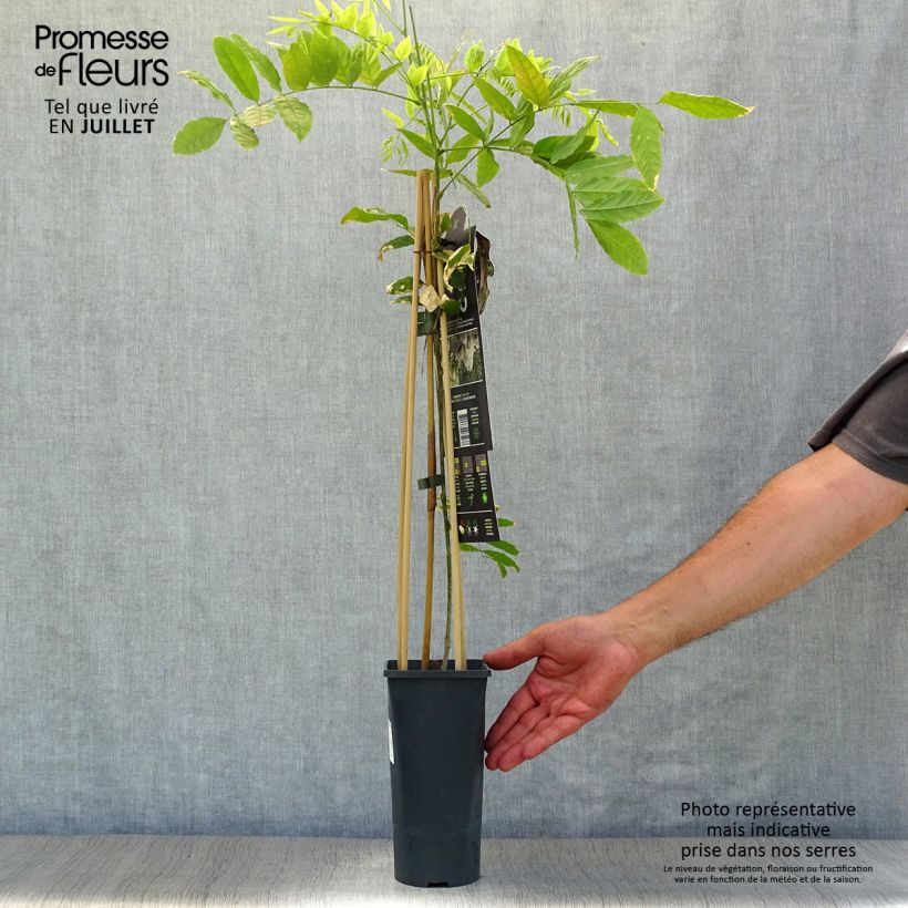 Wisteria floribunda Alba 2L/3L pot sample as delivered in summer