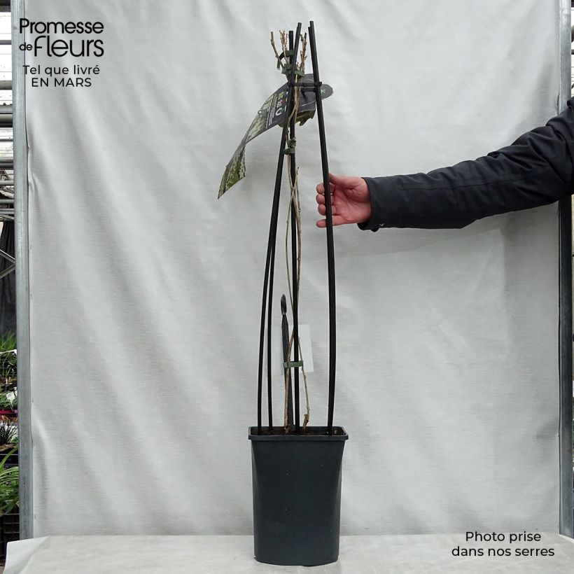 Wisteria floribunda Alba 3L/4L pot sample as delivered in spring