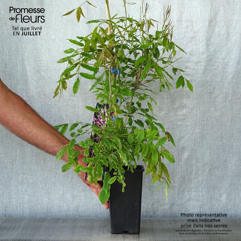Wisteria floribunda Domino 1.5L/2L pot sample as delivered in summer