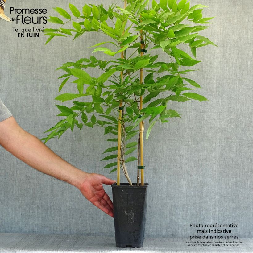 Wisteria floribunda Honbeni 2L/3L pot sample as delivered in summer
