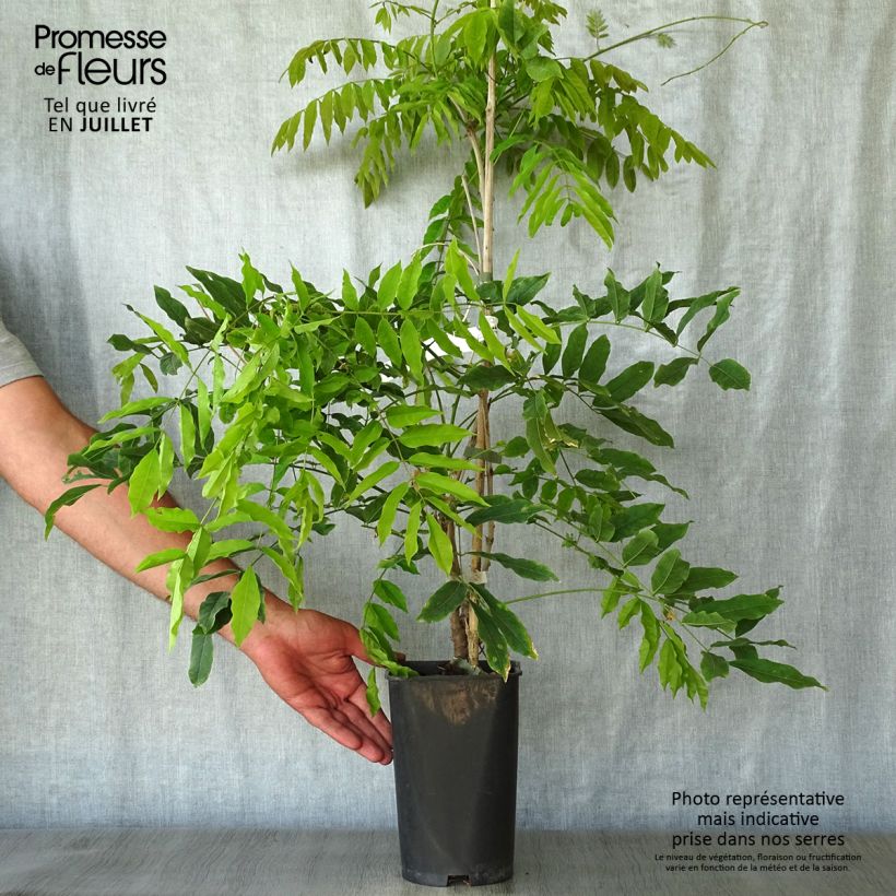 Wisteria floribunda Macrobotrys 2L/3L pot sample as delivered in summer