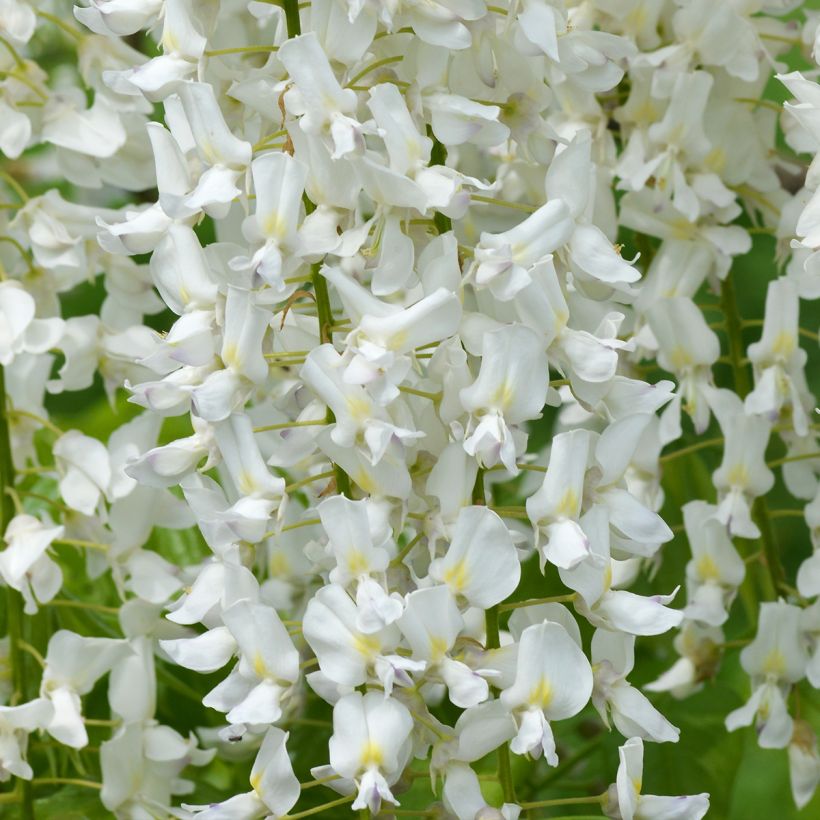 Wisteria floribunda Shiro-noda (Flowering)