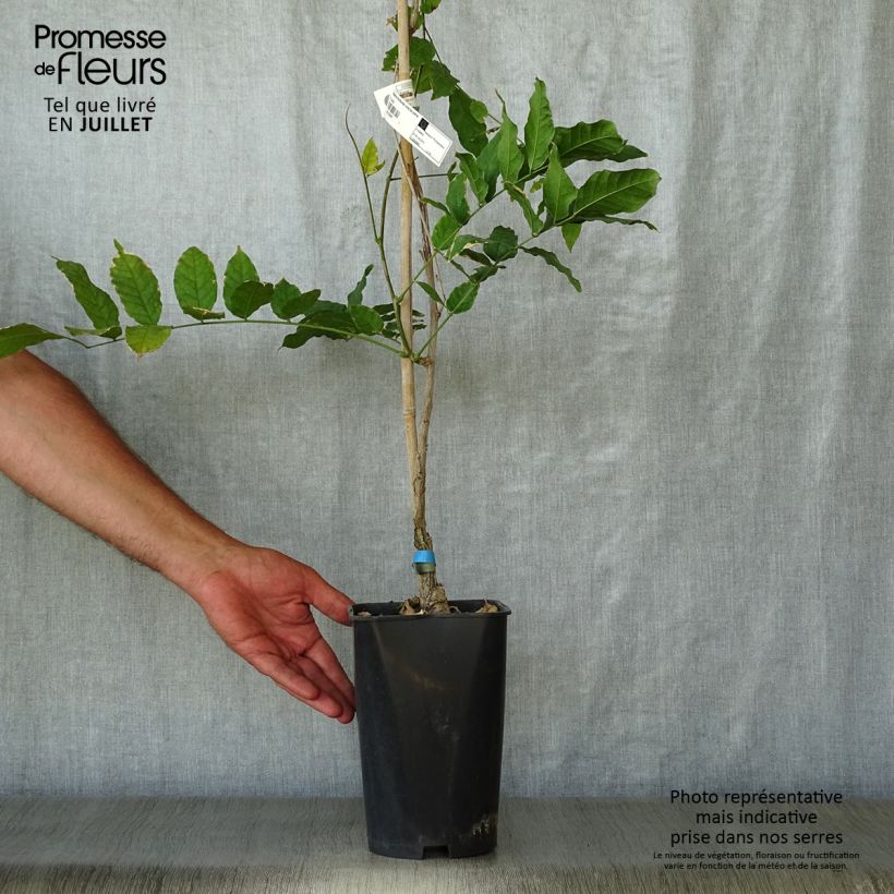 Wisteria floribunda Violacea Plena 2L/3L pot sample as delivered in summer