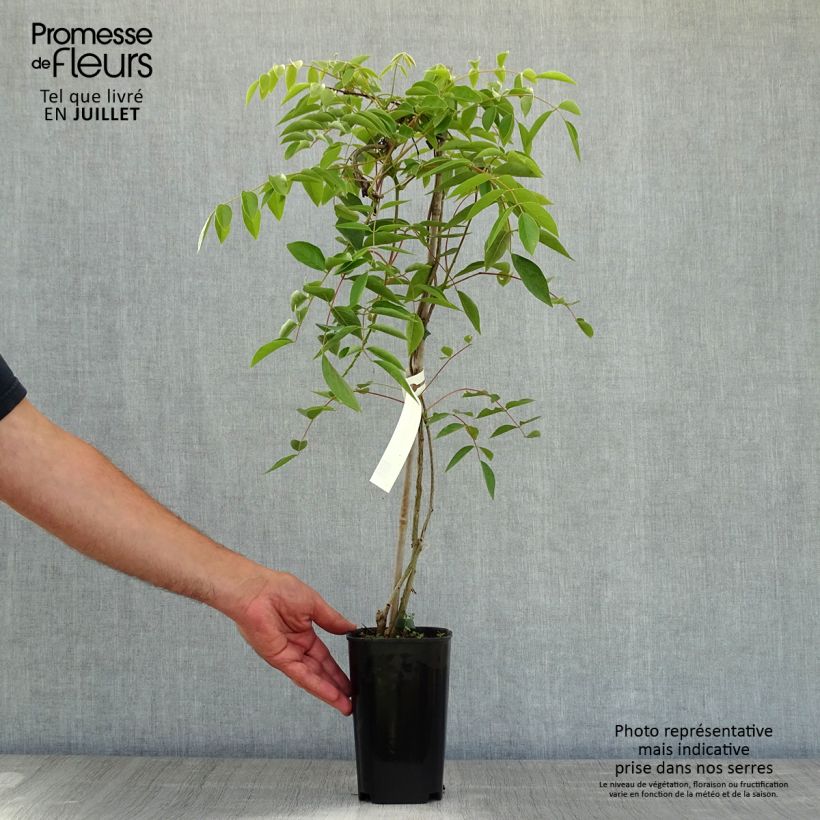 Wisteria venusta Okayama 2L/3L pot sample as delivered in summer