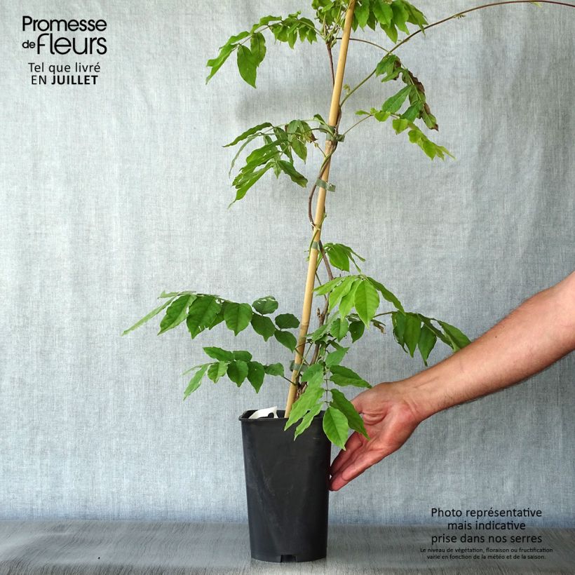 Wisteria venusta 2L/3L pot sample as delivered in summer